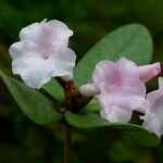 Rhododendron mogeanum