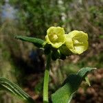 Symphytum tuberosum Flor