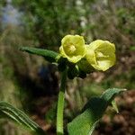 Symphytum tuberosum Flower