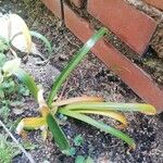 Agapanthus campanulatus Foglia