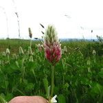 Trifolium incarnatum Floro