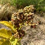 Sidastrum micranthum Fruit