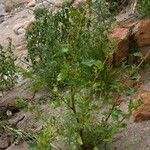 Chenopodium berlandieri Habit