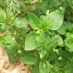 Stellaria media Blatt