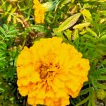 Tagetes erectaЦветок