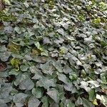 Hedera hibernica 整株植物