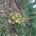 Bulbine bulbosa Çiçek