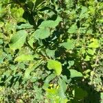 Berberis vulgaris Leaf