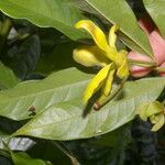 Guatteria dolichopoda Fruit