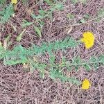 Achillea ageratum Ліст