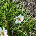Werneria caespitosa Цветок