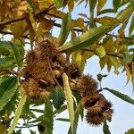 Castanea sativa Плод