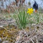 Narcissus gaditanus Flower