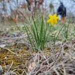 Narcissus gaditanus 花