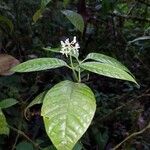 Palicourea acuminata 花