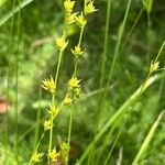 Carex divulsa Άλλα
