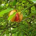 Myristica fragrans Fruit