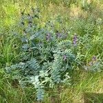 Vicia sepium Habitus