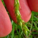 Carex sylvatica Blatt