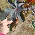 Ricinus communisLeaf