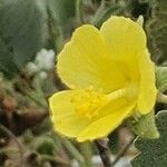 Pavonia gallaensis 花