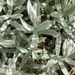 Cerastium tomentosum Hoja