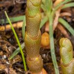 Salicornia perennis Blatt