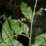 Petiveria alliacea Λουλούδι