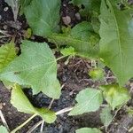 Malva trimestris Blad