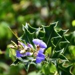 Acanthus ilicifolius Blüte