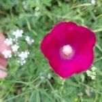 Callirhoe digitata Flower