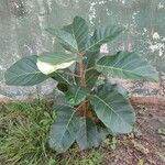 Ficus lutea Blatt