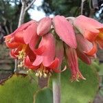 Cotyledon orbiculataЦветок