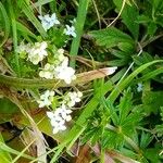 Galium saxatile Blad