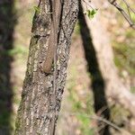 Halesia carolina Bark