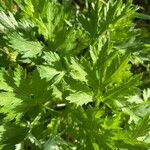 Artemisia princeps Листок