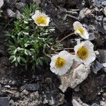 Ranunculus glacialis Habit