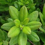 Rhododendron columbianum Hoja