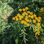 Tanacetum vulgareFiore