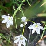 Allium subhirsutum Kukka