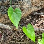 Tinospora cordifolia 葉