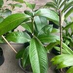 Garcinia mangostana Leaf