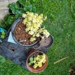 Sedum japonicum Lapas