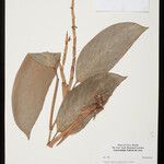 Ischnosiphon puberulus Fruto