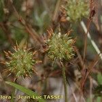 Trifolium strictum Fruit