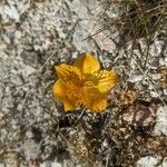 Alstroemeria patagonica Květ