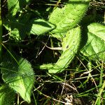 Knautia arvensis Leaf