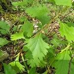 Teucrium lucidum Frunză