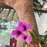 Dendrobium spp. Blodyn