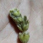 Sideritis syriaca Lapas